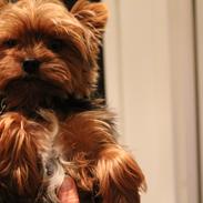 Yorkshire terrier Nemo