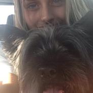 Cairn terrier Todd Rank