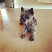Cairn terrier Todd Rank