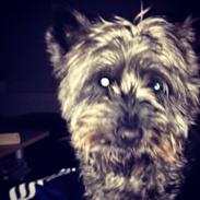 Cairn terrier Todd Rank