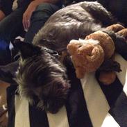 Cairn terrier Todd Rank