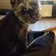 Cairn terrier Todd Rank