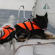 Blanding af racer Coda