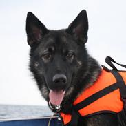 Blanding af racer Coda