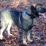 Mastin español Tøsse