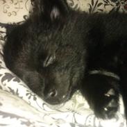 Pomeranian Zoey