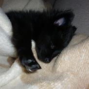 Pomeranian Zoey