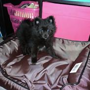 Pomeranian Zoey