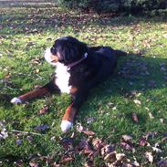 Berner sennenhund Maddie