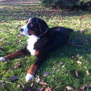 Berner sennenhund Maddie