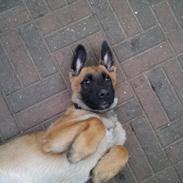 Blanding af racer Max