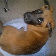 Blanding af racer Max