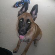 Blanding af racer Max