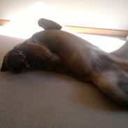 Blanding af racer Max