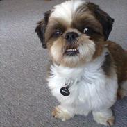 Shih tzu Bongo