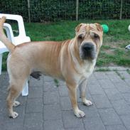 Shar pei Olde