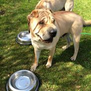 Shar pei Olde