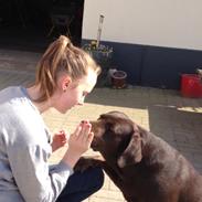 Labrador retriever Nusser