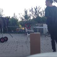 Labrador retriever Nusser