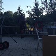 Labrador retriever Nusser