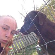 Labrador retriever Nusser