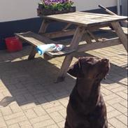 Labrador retriever Nusser