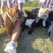 Blanding af racer Thierry Henry