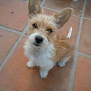 Blanding af racer Thierry Henry