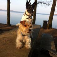 Blanding af racer Thierry Henry