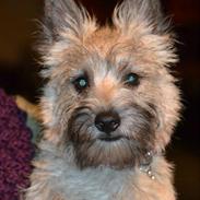 Cairn terrier Bella