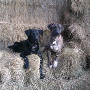 Blanding af racer Chili *Himmelhund*