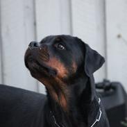 Rottweiler Heitah´s Venedi