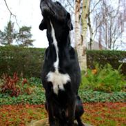 Blanding af racer Markus