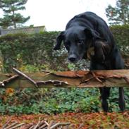 Blanding af racer Markus