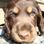 Cocker spaniel Bella Without words