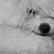 Coton de tulear Kahlua