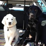 Labrador retriever Cano
