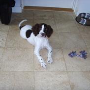 Engelsk springer spaniel Laika
