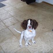 Engelsk springer spaniel Laika