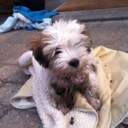 Coton de tulear Penny