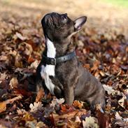 Fransk bulldog Dixie