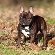 Fransk bulldog Dixie