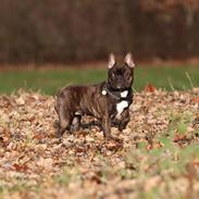 Fransk bulldog Dixie