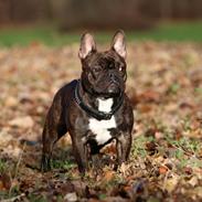 Fransk bulldog Dixie