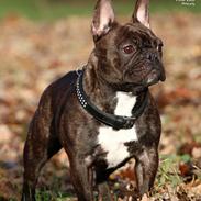 Fransk bulldog Dixie