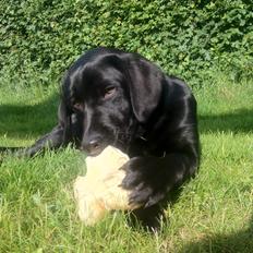 Labrador retriever Cano