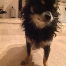 Chihuahua Otto