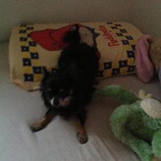 Chihuahua Otto