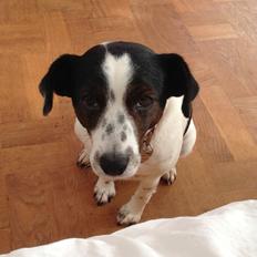 Jack russell terrier Frede