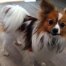Papillon Aslan